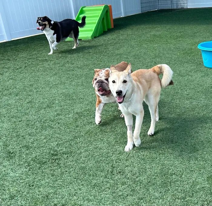 Texas Veterinary Hospitals 12
