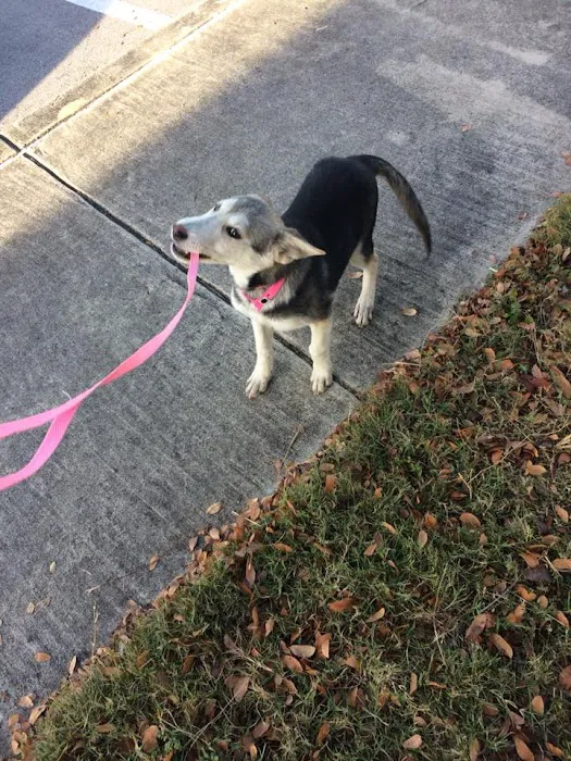 Texas Veterinary Hospitals 12