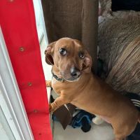 Castle West Animal Hospital ico