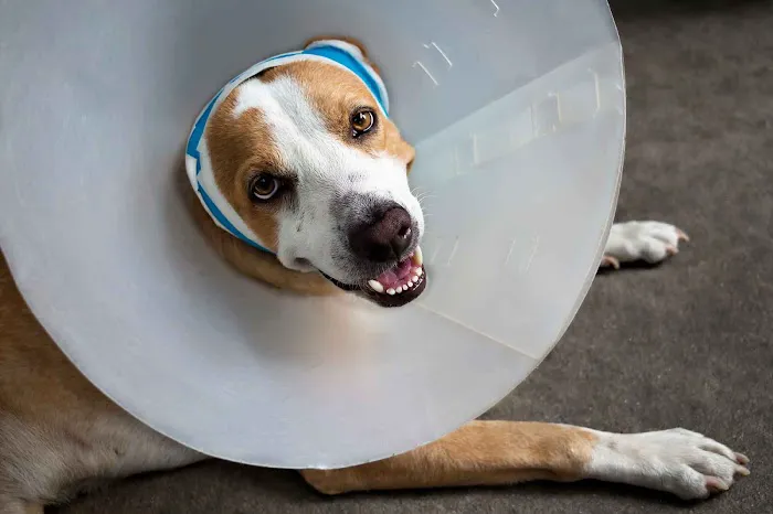 Broadway Oaks Animal Hospital 12