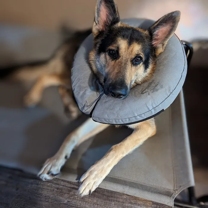 Spay Neuter Network 8