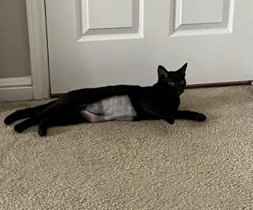 Spay Neuter Network