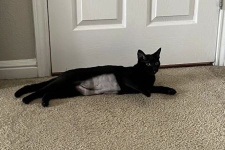 Spay Neuter Network