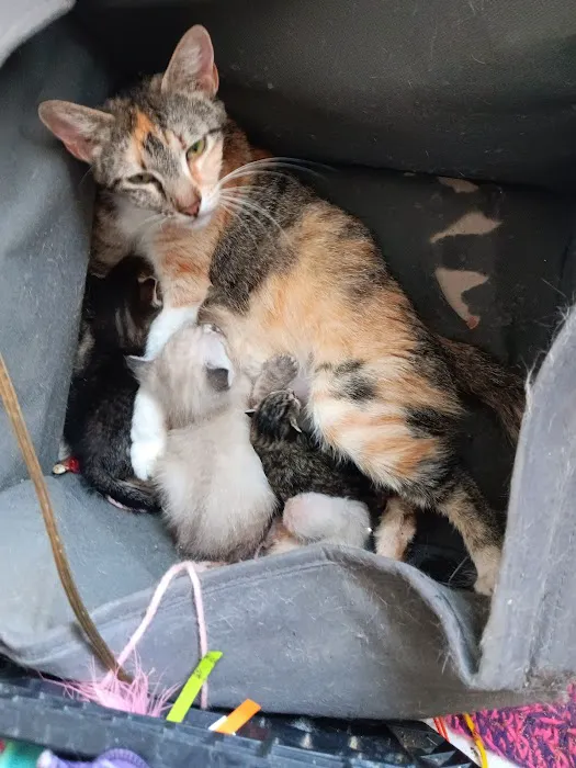 Spay Neuter Network 6