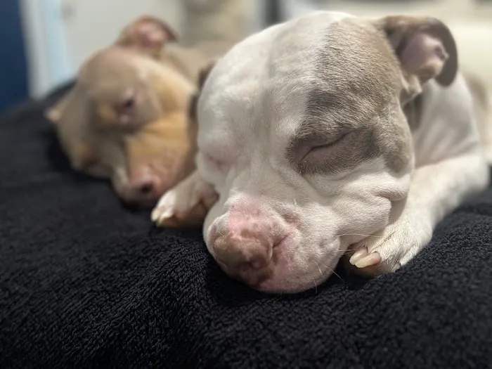 Spay Neuter Network 4