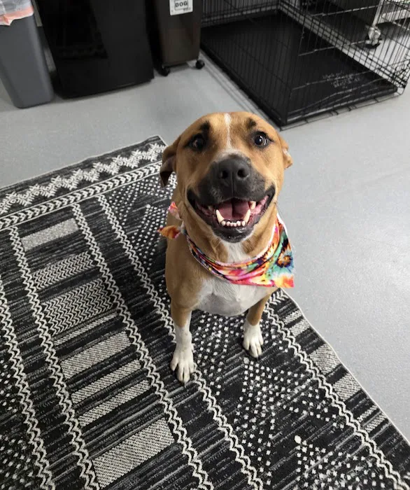 CityVet | Alamo Heights + Urgent Care 7