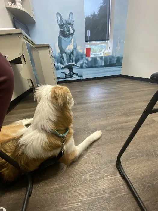 CityVet | Alamo Heights + Urgent Care 5