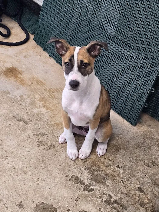CityVet | Alamo Heights + Urgent Care 3