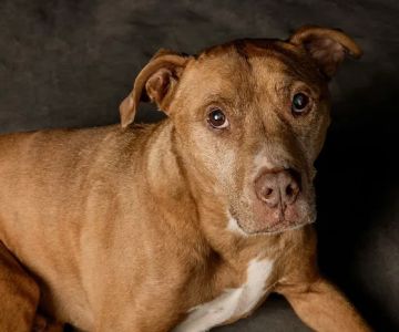 CityVet | Alamo Heights + Urgent Care