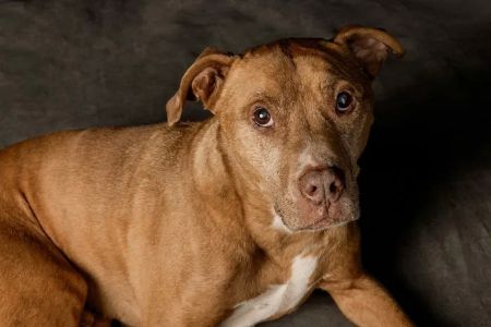 CityVet | Alamo Heights + Urgent Care