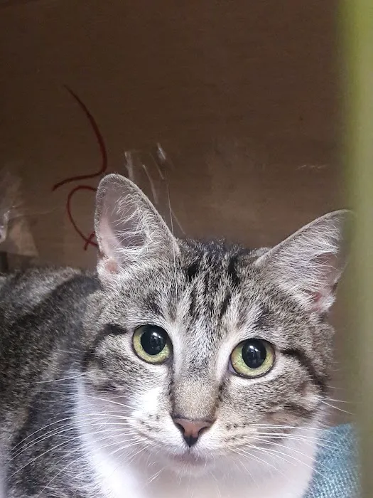 Lincoln Heights Animal Hospital 12