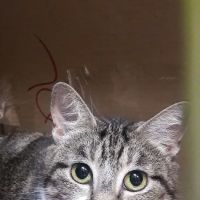 Lincoln Heights Animal Hospital ico