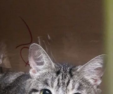 Lincoln Heights Animal Hospital