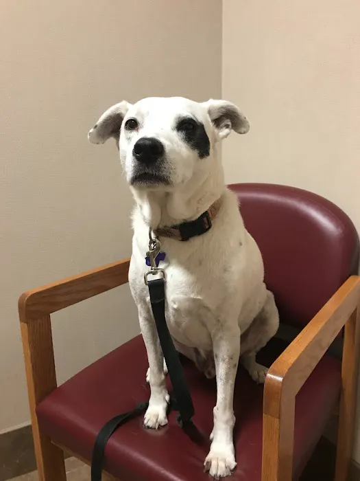 Lincoln Heights Animal Hospital 12
