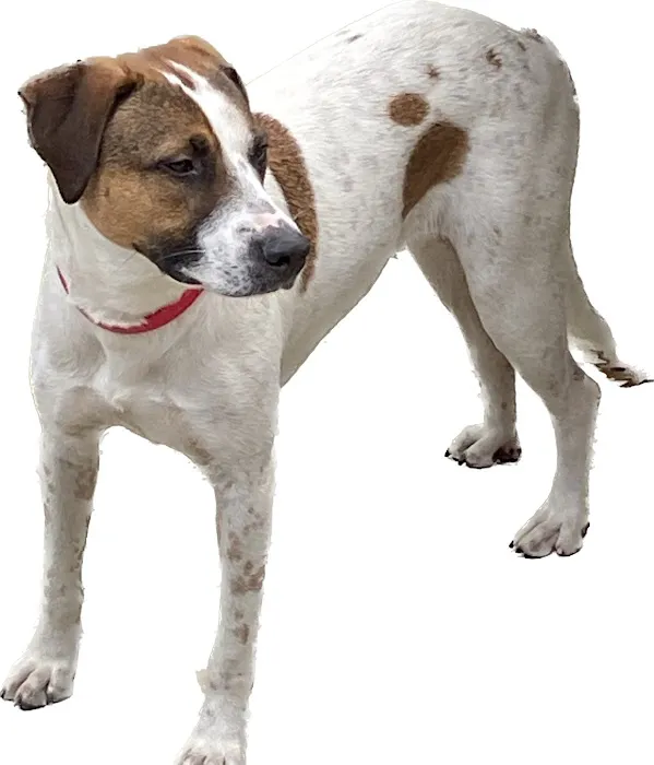 Alamo Heights Pet Clinic 12