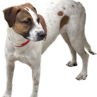Alamo Heights Pet Clinic ico