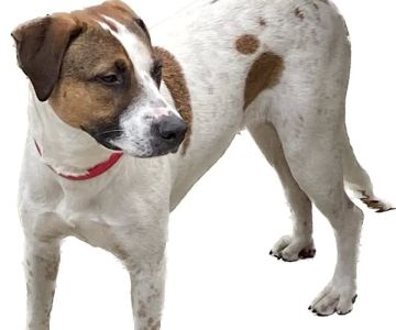 Alamo Heights Pet Clinic