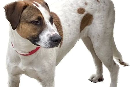Alamo Heights Pet Clinic