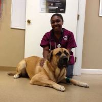 Four Paws Animal Hospital at Johns Creek ico