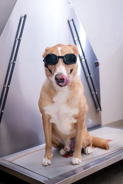 Four Paws Animal Hospital at Johns Creek 12