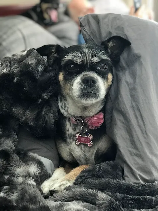 Four Paws Animal Hospital at Johns Creek 12