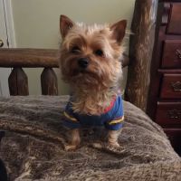 Westside Animal Hospital- Lisa Walker DVM ico