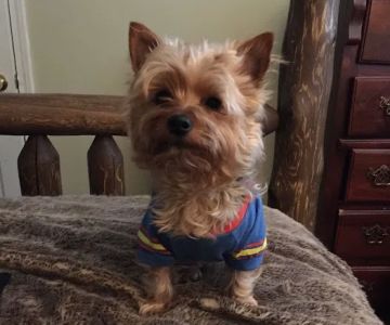 Westside Animal Hospital- Lisa Walker DVM