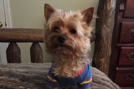 Westside Animal Hospital- Lisa Walker DVM