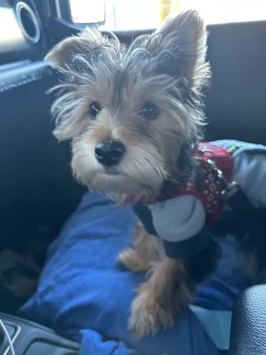 Westside Animal Hospital- Lisa Walker DVM 12