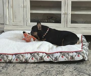 Westside Animal Hospital