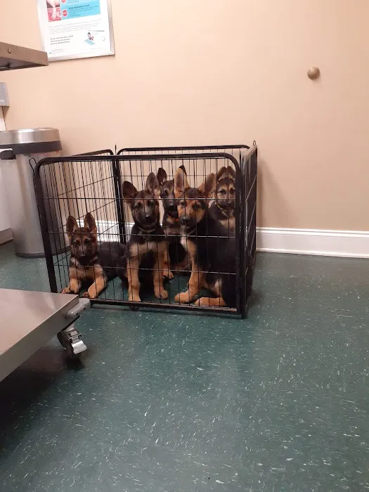Pet Vet Clinic 6