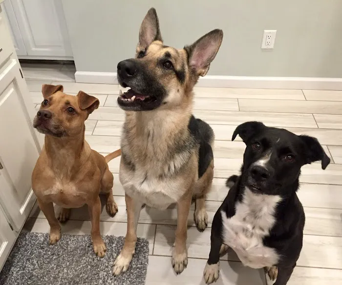 Pet Vet Clinic 7