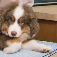 Bartow Animal Hospital ico