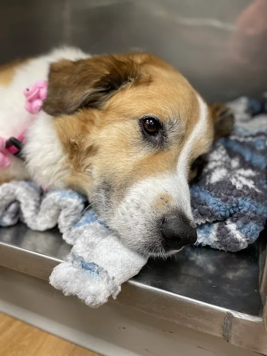 Cartersville Animal Hospital 12