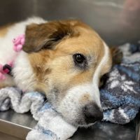 Cartersville Animal Hospital ico