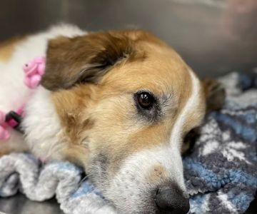 Cartersville Animal Hospital