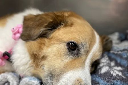 Cartersville Animal Hospital