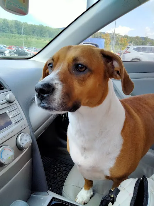 Cartersville Animal Hospital 12