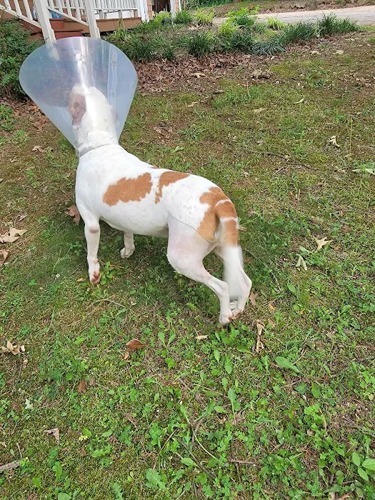 Cartersville Animal Hospital 12
