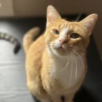 Cave Spring Animal Hospital ico