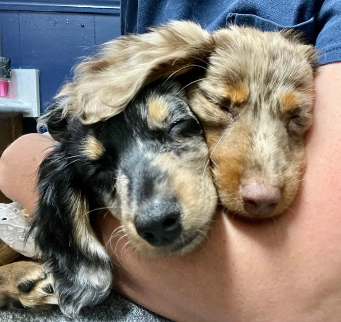 East Rome Animal Clinic 4