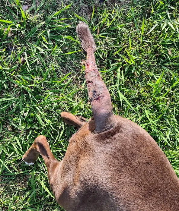 East Rome Animal Clinic 9