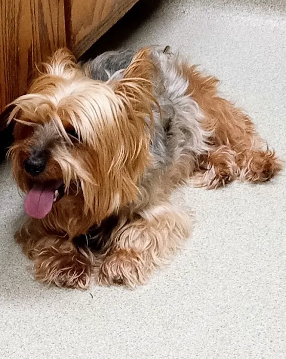 Culbreth Carr Watson Animal Clinic 8
