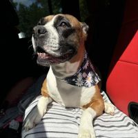 Culbreth Carr Watson Animal Clinic ico