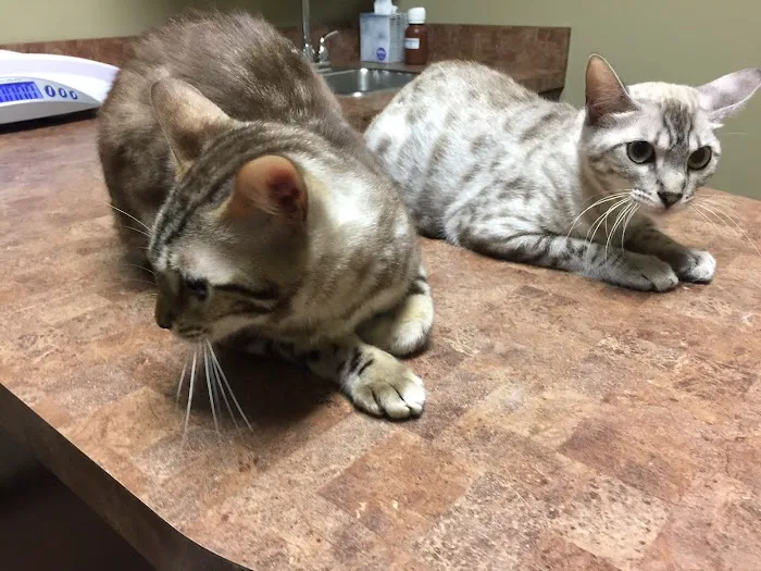 West Rome Animal Clinic 4