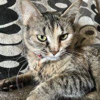 Lakeview Animal Clinic ico