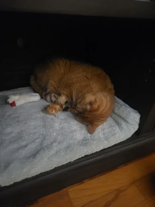 North Broad Animal Clinic 3