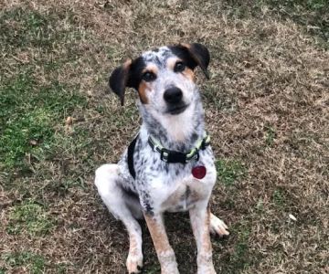 Northwest Georgia Veterinary Emergency Center