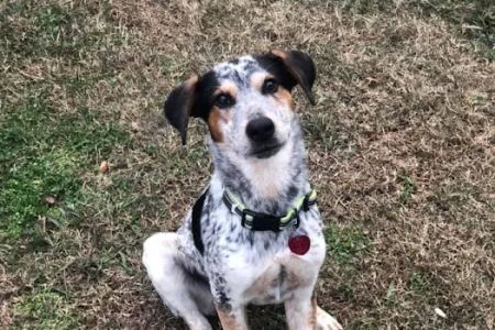 Northwest Georgia Veterinary Emergency Center