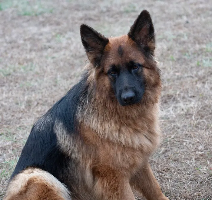 Animal Medical Center of Rome 1